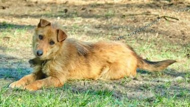 Tüylü kırmızı köpek zincir halinde oturur ve üzücü.
