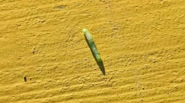 Yeşil tırtıl kelebek Noctuidae. Noctuidae, owlet pervane, cutworms veya armyworms, süper Noctuoidea en tartışmalı ailedir.