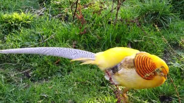 El faisán dorado o faisán chino (Chrysolophus pictus) es un ave de juego de orden Galliformes (gallináceas) y familia Phasianidae (faisanes). El nombre del género es del griego antiguo khrusolophos — Vídeo de stock