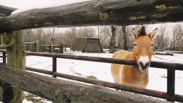 O cavalo de Przewalski ou cavalo dzungariano, é uma subespécie rara e ameaçada de extinção de cavalos selvagens (Equus ferus) nativos das estepes da Ásia Central. . — Vídeo de Stock