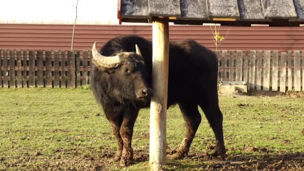 Vattenbuffel (Bubalus bubalis) eller inhemska asiatiska vattenbuffel är stora Slidhornsdjur med ursprung i södra Asien, Sydostasien och Kina. — Stockvideo