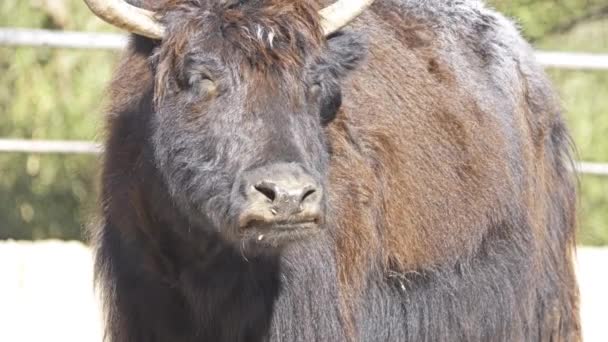 Lo yak selvatico (Bos mutus) è un grande bovido selvatico originario dell'Himalaya. È antenato di yak domestico (Bos grunniens ). — Video Stock