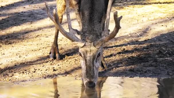 Reno (Rangifer tarandus), caribú en América del Norte, es una especie de ciervo con distribución circumpolar, nativa de las regiones ártica, subártica, tundra, boreal y montañosa. . — Vídeo de stock