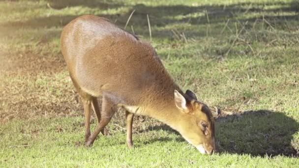 I Muntjack, cervi che abbaiano e cervi Mastreani, sono piccoli cervi del genere Muntiacus . — Video Stock