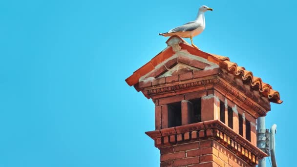 Las gaviotas o gaviotas son aves marinas de la familia Laridae en el suborden Lari. Están más estrechamente relacionados con los charranes (familia Sternidae) y distantemente relacionados con los alces, skimmers, y más distantemente con los vadeadores. . — Vídeos de Stock