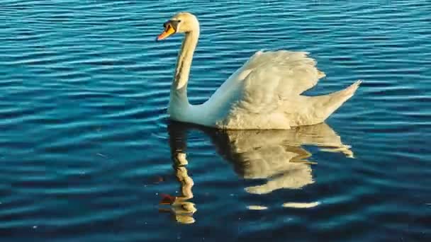 Weißer Schwan schwimmt entlang des großen Sees, umgeben von hohen Wäldern. — Stockvideo