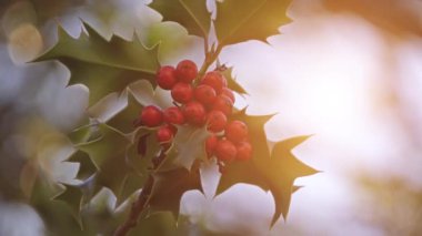 Çobanpüskülü aquifolium (ortak, İngilizce, Avrupa veya zaman zaman Noel holly), holly Batı ve Güney Avrupa, kuzeybatı Afrika ve Güneybatı Asya tür olduğunu.