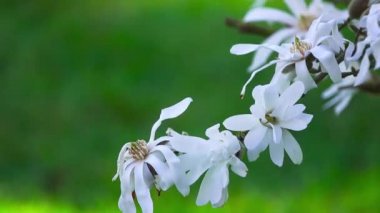 Magnolia stellata, yıldız manolyası, Japonya 'ya özgü yavaş büyüyen bir ağaç türü. Baharın başlarında büyük, gösterişli beyaz ya da pembe çiçekler verir..