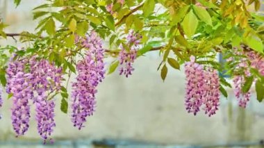 Wisteria sinensis (Çin wisteria) odunsu, yaprak döken, çok yıllık cins Wisteria, Çin'e yerel Guangxi, Guizhou, Hebei, Henan, Hubei, Shaanxi, ve Yunnan illerde sarmaşık tırmanma.