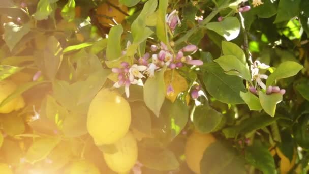 Limón amarillo colgando de un árbol y las siguientes flores . — Vídeos de Stock