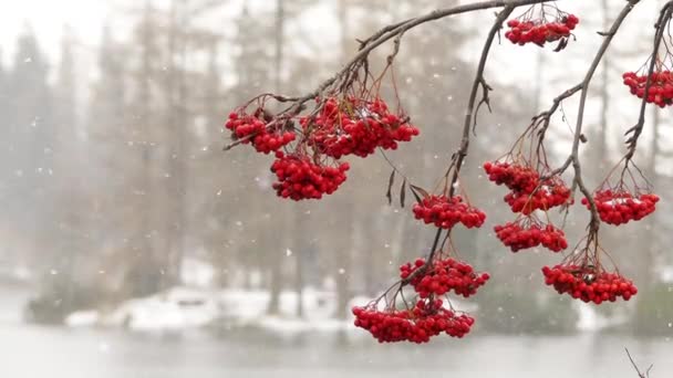 Grapes of red mountain ash during big snowfall against backdrop of large lake. — Stock Video