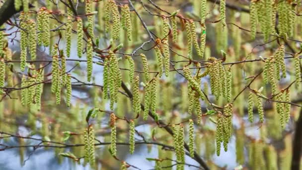 Pendientes de abedul tiemblan en el viento en el parque de primavera . — Vídeo de stock