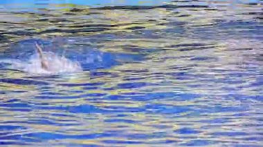 Yunus akrobatik yeteneklerini gösterir.