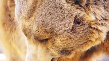 Boz ayı (Ursus arctos) çok Kuzey Avrasya ve Kuzey Amerika bulunan ayıdır.