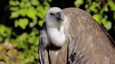 Kızıl akbaba (Gyps fulvus) büyük eski Dünya akbabaları yırtıcı kuş ailesi türü var. Olarak da bilinen Avrasya griffon olduğunu. Ak sırtlı akbaba (Gyps africanus yakından ilgilidir).