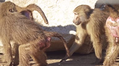 Babunlar, Afrika 'nın belirli bölgelerinde ve Arap Yarımadası' nda doğal olarak bulunan Cercopithecinae alt familyasının bir parçası olan Papio cinsine ait Eski Dünya maymunlarıdır..