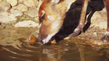 Batı ya da Doğu (yayılım gösterir: Angola) Orta Afrika boyunca bulundu bataklık yaşayan antilop var. Batı orta ölçekli antilop olduğunu.