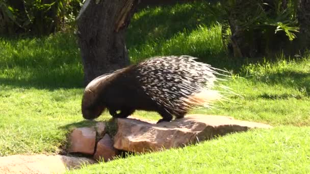 Crested porcupine (Hystrix cristata) is species of rodent in family Hystricidae found in Italy, North Africa, and sub-Saharan Africa. — Stock Video