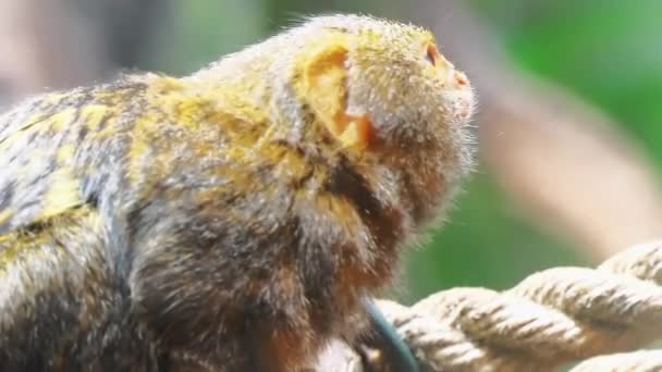 O escabeche-pigmeu (Cebuella pygmaea) é uma espécie de macaco do Novo Mundo nativa das florestas tropicais da bacia amazônica ocidental na América do Sul . — Vídeo de Stock