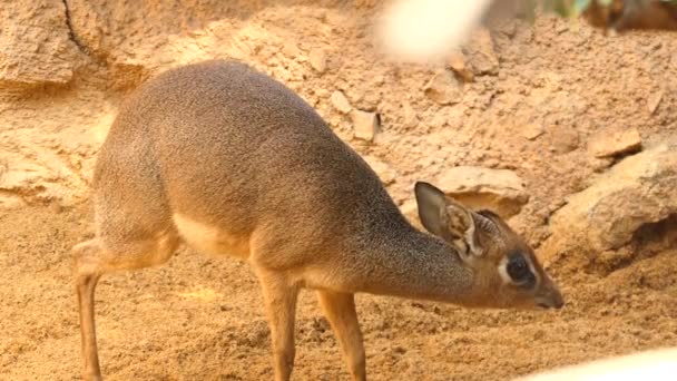 Kirk's dik-dik (Madoqua kirkii) is small antelope native to Eastern Africa and one of four species of dik-dik antelope. Dik-diks are herbivores, typically of a fawn color. — Stock Video