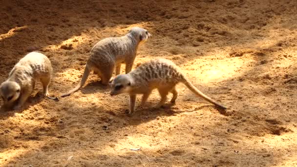 Surikata nebo suricate (Suricata suricatta) je malé carnivoran, patřící do rodiny mongoose (Herpestidae). Je to pouze členem rodu Suricata. — Stock video