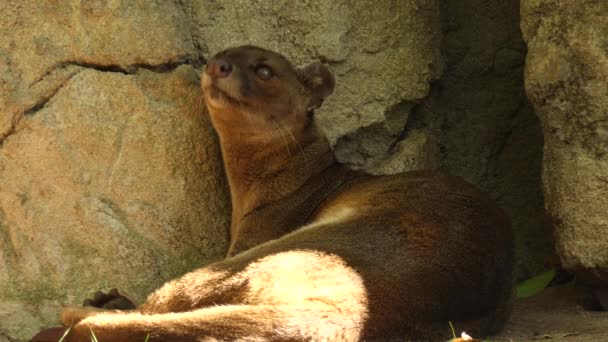 Fossa es un mamífero carnívoro endémico de Madagascar. Es miembro de Eupleridae, familia de carnívoros estrechamente relacionados con la familia de las mangostas (Herpestidae ). — Vídeo de stock