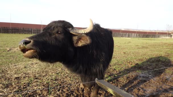 El búfalo de agua (Bubalus bubalis) o búfalo de agua doméstico asiático es un gran bovino originario del sur de Asia, el sudeste asiático y China. . — Vídeo de stock