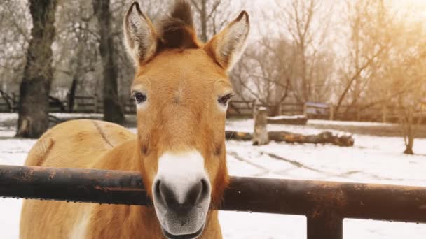 El caballo de Przewalski o caballo dzungariano, es una subespecie rara y en peligro de extinción del caballo salvaje (Equus ferus) nativa de las estepas de Asia central. . — Vídeo de stock