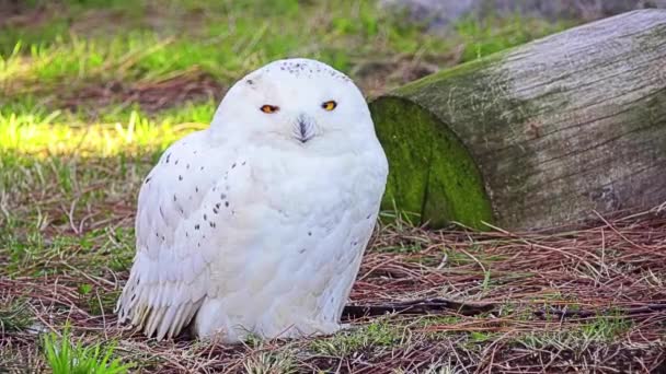 Snowy owl (Bubo scandiacus) är stora, vita Uggla i familjen typiska uggla. Snowy ugglor är infödda till arktiska regioner i Nordamerika och Eurasien. — Stockvideo