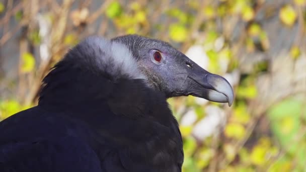 El cóndor andino (Vultur gryphus) es una especie de ave paseriforme de la familia Cathartidae. . — Vídeos de Stock