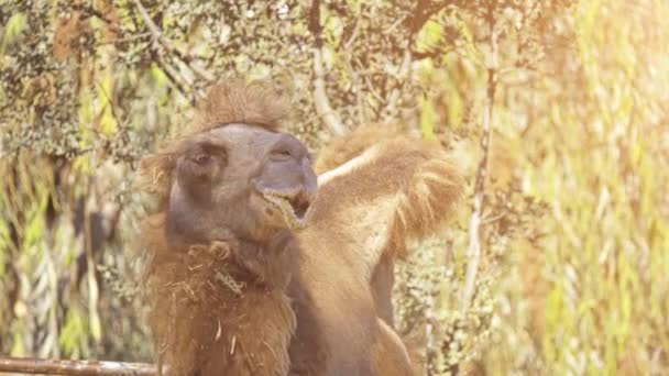 Двогорбий верблюд (Camelus bactrianus) є великими, парнокопитні ungulate в рідні степів Центральної Азії. Двогорбий верблюд має два горби на спині, на відміну від одного горбаті dromedary верблюд. — стокове відео