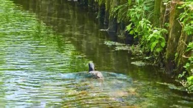 Avrasya Sakarmeke (Fulica atra), ortak coot, demiryolu üyesidir ve sutavuğu Aile, Rallidae kuş. Avrupa, Asya, Avustralya ve taksimat-in Afrika bulundu.