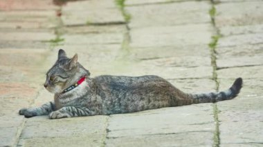 Gri kedi küçük kasaba Caddesi üzerinde dinleniyor.