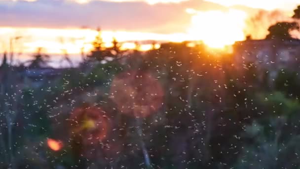 Muggen vliegen tegen de achtergrond van de zonsondergang in de zuidelijke Italiaanse stad. — Stockvideo