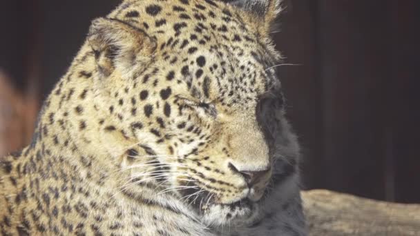 Leopard (Panthera pardus) is one of five species in genus Panthera, member of Felidae. Leopard occurs in a wide range in sub-Saharan Africa and parts of Asia. — Stock Video