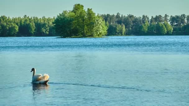 Weißer Schwan schwimmt entlang des großen Sees, umgeben von hohen Wäldern. — Stockvideo