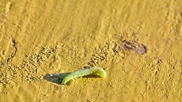 Zelené housenky motýla Noctuidae. Noctuidae, sýček můry, cutworms nebo armyworms, je nejvíce kontroverzní rodina v nadčeledi Noctuoidea.