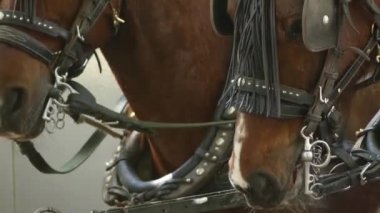 Merkezi, Palma de Mallorca için yapılan, İspanya koşum için harnessed rams atlarla.