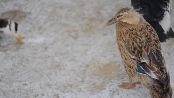 冬の雪に覆われた土地のマガモ。カモ アヒルは、マガモや野鴨 (Anas platyrhynchos) 水鳥ファミリー ガンカモ類の-カモ亜科に属する. — ストック動画