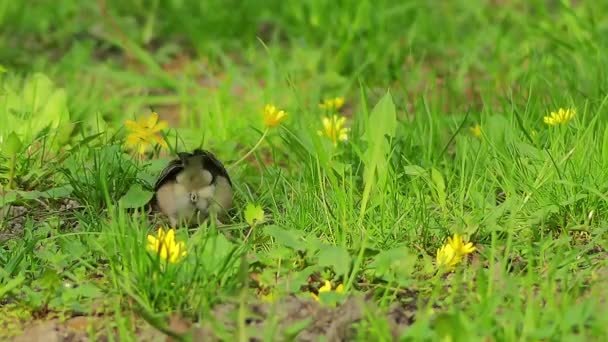 일반적인 chaffinch (Fringilla coelebs), chaffinch, 피리 새 류 가족에서 일반적이 고 광범위 한 작은 passerine 새 이다. 남성은 밝은 파란색-회색 모자와 녹 빨간 뾰족한 착 색. — 비디오