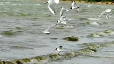 Küçük martı (Hydrocoloeus sylviella veya Larus sylviella), içinde Kuzey Avrupa ve Asya bulunur martı var. Cins adı Hydrocoloeus antik Yunan hudro, su ve koloios, web-footed kuş böyle.