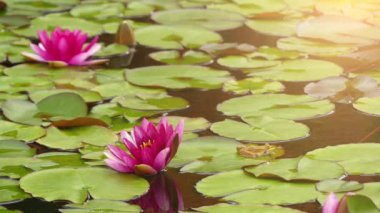 Marsh Kurbağa (Pelophylax ridibundus) en büyük kurbağa Avrupa'ya doğal ve gerçek kurbağa ailesine ait. Yakından ilgili yenilebilir kurbağa ve havuzu kurbağa görünüm olarak çok benzer.