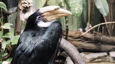 Blyth'ın kartallar (Rhyticeros plicatus), Papua kartallar, büyük kartallar orrmanı Wallacea ve Melanezya yaşayan olduğunu. Kendi yerel Tok Pisin kokomo adıdır.