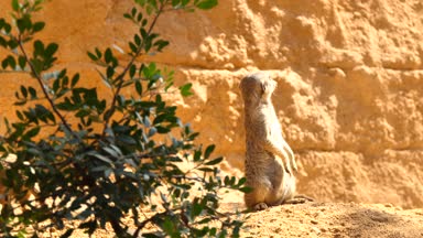 çöl faresi veya suricate (Suricata suricatta) (Herpestidae) Firavun faresi ailesine ait küçük carnivoran var. Bu cins Suricata sadece bir üyesidir.