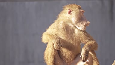 Babunlar, Afrika 'nın belirli bölgelerinde ve Arap Yarımadası' nda doğal olarak bulunan Cercopithecinae alt familyasının bir parçası olan Papio cinsine ait Eski Dünya maymunlarıdır..