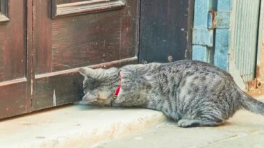 Gri kedi küçük kasaba Caddesi üzerinde dinleniyor.
