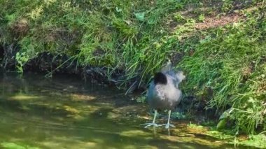 Avrasya Sakarmeke (Fulica atra), ortak coot, demiryolu üyesidir ve sutavuğu Aile, Rallidae kuş. Avrupa, Asya, Avustralya ve taksimat-in Afrika bulundu.
