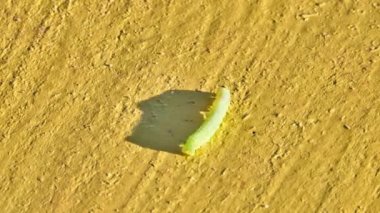 Yeşil tırtıl kelebek Noctuidae. Noctuidae, owlet pervane, cutworms veya armyworms, süper Noctuoidea en tartışmalı ailedir.