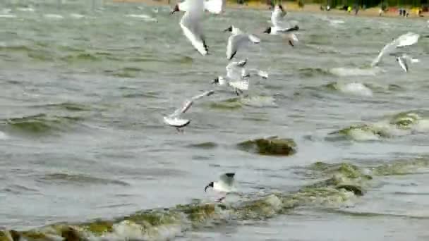 Little gull (Hydrocoloeus minutus or Larus minutus), is gull that breeds in northern Europe and Asia. Genus name Hydrocoloeus is from Ancient Greek hudro, water, and koloios, sort of web-footed bird. — Stock Video