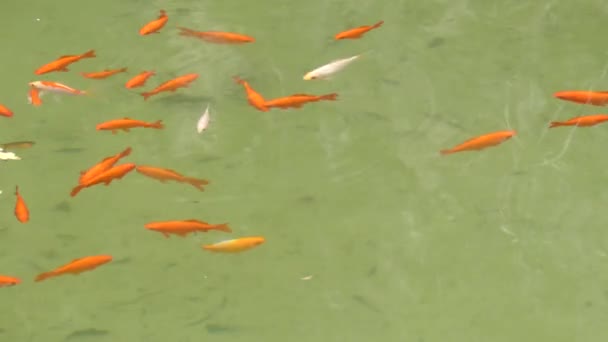 Koi or more specifically nishikigoi (brocaded carp), are colored form of Amur carp (Cyprinus rubrofuscus) that are kept for decorative purposes in outdoor koi ponds or water gardens. — Stock Video